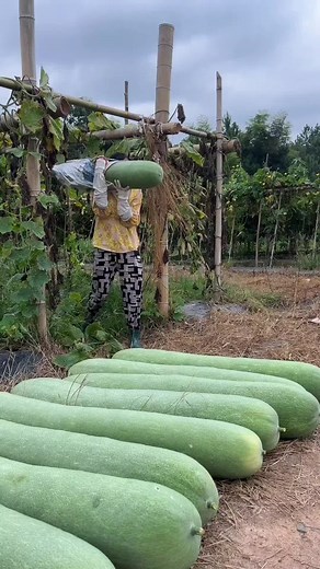 Giant Vegetable Harvesting - World Record and More