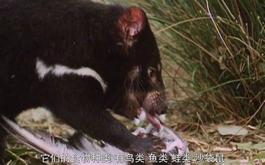 致命之最：鲨与罪 world's deadliest jaws and sins 中文字幕