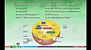 Bridged Nucleic Acids - BNA Synthesis - Biosynthesis