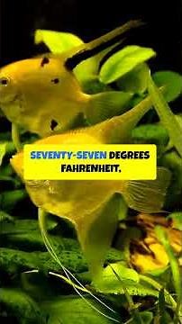 Expert Advice Why PLATIES Make Perfect First Fish