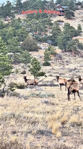 Try to count elk! Crazy herd gathered with exhausted bulls! #naturephotography #rmnp #fypシ #wildlifephotography #coloradowildlife #estespark #antlers #elk #visitcolorado #wapiti | Antlers Aspens