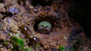 Some insects use bioluminescence to attract mates—but the click beetle emits light to attract prey. | National Geographic