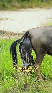 Wildebeest giving birth to calves. #animals #fyp #Friendship #Us