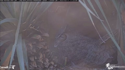 Athena the owl returns to online live cam