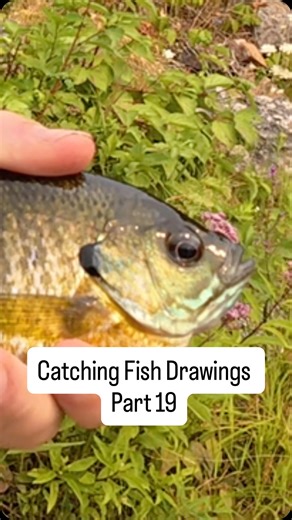 Josh Langman on Instagram: "Catching every fish my bro draws pt 19: Bluegill Drawings by @ont.fishing #fishing #fish #fishingvideos #bluegill #angling #catchandrelease"