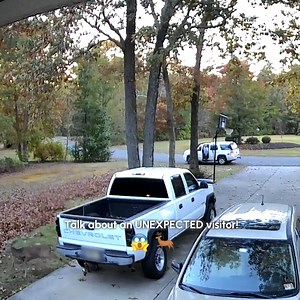 This year is winding down, but we're not! We're bringing you the most hilarious pet TikToks 2024 had in store! | Try Not to Laugh