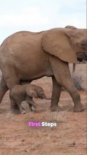Mother elephant gave birth to a baby elephant.|#shorts #elephant