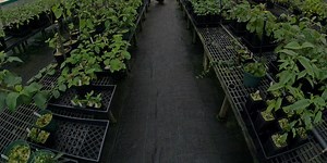 Hawaii program among 10 recognized nationally for extinction prevention efforts