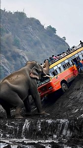 Elephant Hero Stops Cliff Disaster