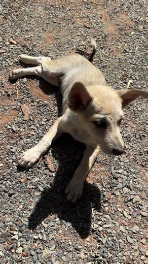 Good morning Puppy #lovepets #puppy #shorts
