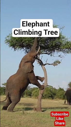 Beautiful Scene, Elephant Climbing Tree.
