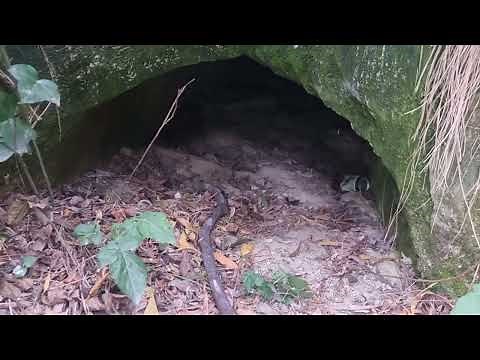 Black Hill Ballarat Adit & Open Cut Gold Mine, History Explored