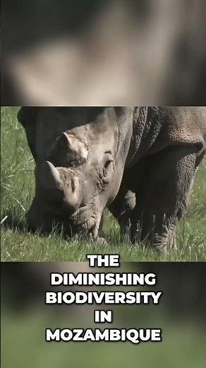 Mozambique's Endangered Animals Poaching, Rhinos & Cheetahs!
