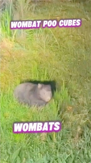 Wombats Tonka Tough Critters #animalshorts #wildlife #wombat #australia