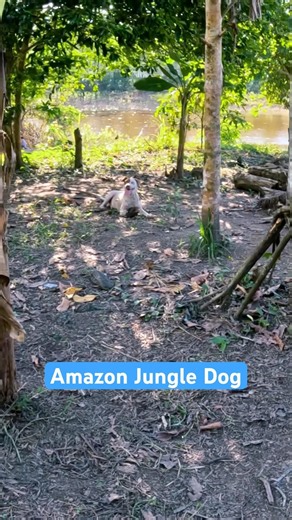 Amazon Dogs Hunt Capybaras?! 🐕😳🌴