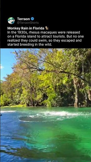 Why Are There Wild Monkeys in Florida? 🐒