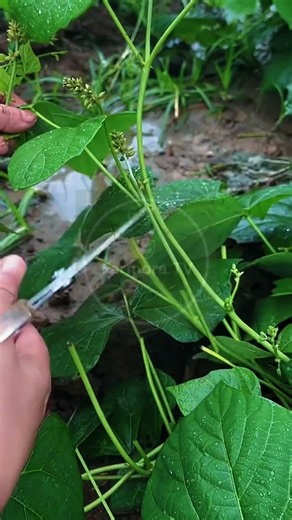 Harvesting Root Crops and Pruning Bean Vines! 🌿🥕🫘 #farmoratv #nature #asmr