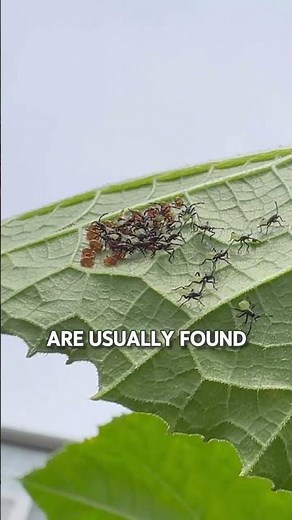 Dealing With Squash Bugs