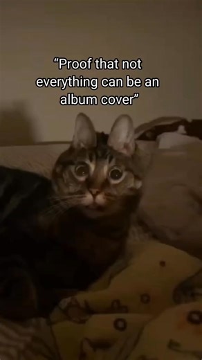 what would the name of Peanut's album be #bunnycat #catsoftiktok #cats #blep #headempty #fyp #oldboypeanut #fy | Oldboypeanut
