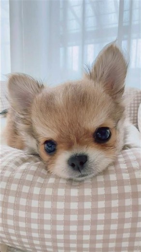 ぼく、とろちゃん。 #チワワ #多頭飼い #癒し #子犬 #生後2ヶ月