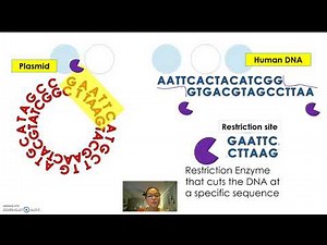 Restriction Enzymes