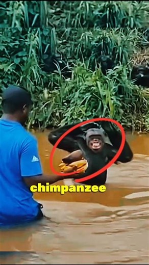 Kind Man Feeds Hungry Chimpanzee 🐒 What Happens Next Is Heartwarming! 💖 | #shorts #shortsfeed