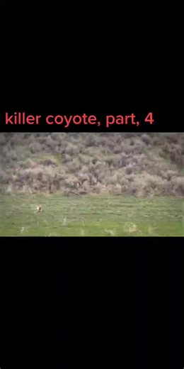 Understanding the Killer Coyote's Actions: A Ranch Life Mystery