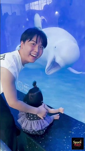 Why Are Beluga Whales So Unique #facts