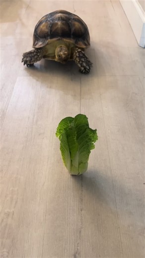 Tortoise Enjoys Crunchy Lettuce Delightfully