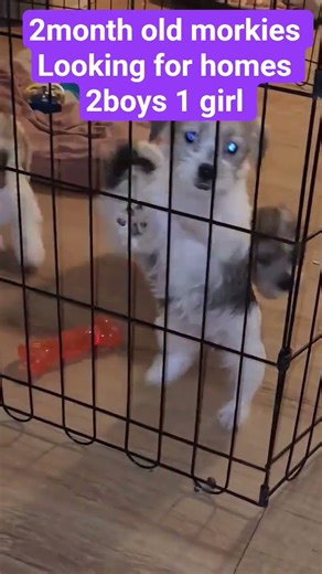 #youtube #puppy looking for homes 2month old morkies #puppy #viralshorts #morkie #puppyvideos