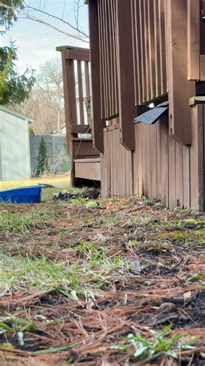 Someone was hungry! #chipmunk #wisconsin #nature #spring
