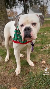 Adopted There is just one thing Mac needs for Christmas, or hopefully by Thanksgiving! 🦃 🐾🎄🐾 Let's kick off the season of giving by giving this sweet boy a home. MAC 3/4 years old American Bulldog-? Friendly & easygoing MAC came to animal control as a stray. This sweet boy is not handling the stressful kennel life very well. Depressed with declining health We would like to get him in a home so he can rest better and hopefully improve his overall health. If you are interested in meeting Mac p