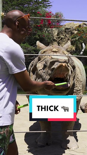 Meet the Massive Rhino - He’s THICK!
