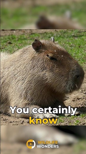 "Capybaras: The Ultimate Social Animals in Nature! 🌿 | Adorable Capybara Facts and Behavior" #facts