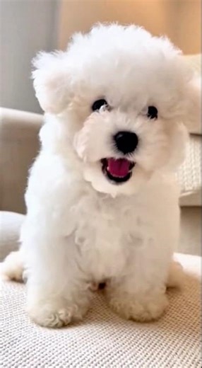 Bichon Frise Puppy’s Happy Bark Will Melt Your Heart 🐶 #bichonfrisepuppy #bichonfrise