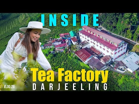 Darjeeling Tea Making Process – A Tour of Happy Valley Tea Estate