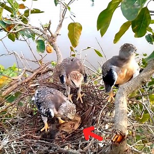 35K views · 481 reactions | Black winged kite Birds are trying to tear the mouse to eat all of it | Review Bird All | Facebook