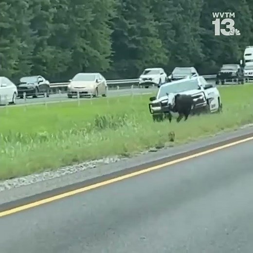 Cow chase on I-65 in Cullman, Alabama
