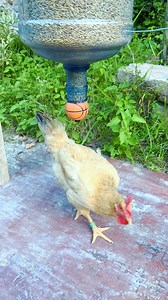 968K views · 2.8K reactions | Hunting birds . . ....