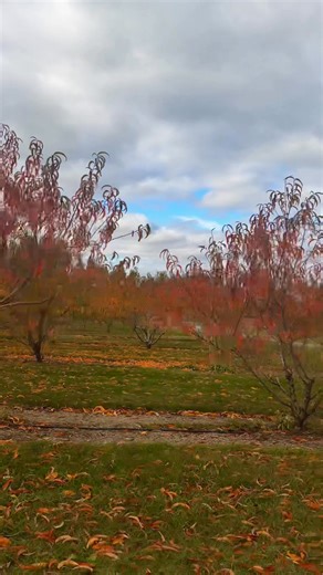 Can’t ever get over how the peach trees look in the fall🍁 We got fresh cider in the stand, grab a jug and make your own hot cider at home while it rains outside ☕️🌧️ #gouldsproduce #supportlocal #farmlife #CommunityLove #farmersmarket #poconomountains | Goulds Produce and Farm Market