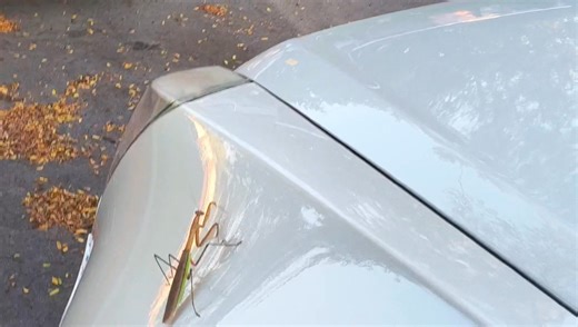 He was checking out a VET...藍 | Sonya Mace | Facebook