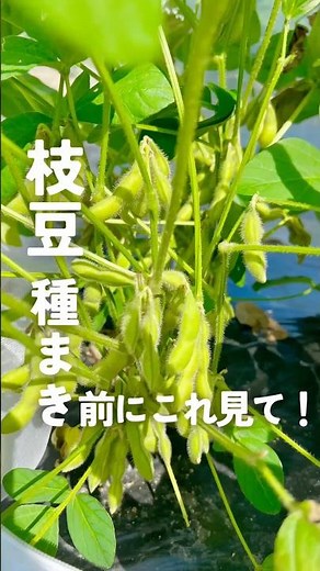 【枝豆栽培】種まきのコツ。収穫で後悔しない育て方 #枝豆 #枝豆栽培 #家庭菜園 #shorts