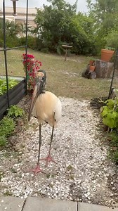 Florida Dinosaur! Sidney Downs was greeted by this wood stork in Venice, Florida. 😳🦕 | Kaitlin Wright Meteorologist