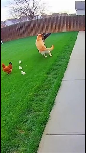 Hero Dog Rescues Chicks! A dog bravely chases away an eagle to save chicks. #fblifestyle #AI Generated using Kling AI . . . (For entertainment purposes only. Consult professionals if guidance on activities is presented. No brand affiliation is implied if any are shown. If inspired by true events, creative adaptations may be included. Content may include public footage.) | Fabiosa Digest