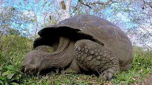 Discovery Upends What We Know About Giant Tortoises