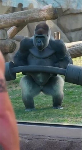 Gorilla vs. Human Strength Showdown! 🦍💪 #wildlife #strength💪 #viralvideo