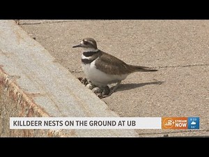 Killdeer nests on the ground at UB