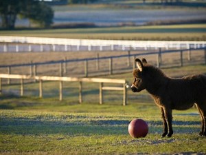 Choosing the Best Type of Mini Donkey Feed - Pet Food Guide