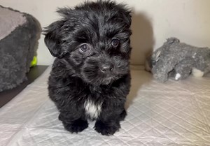 💔 Finucci is looking for a loving home! He is 6 weeks old poodle - puli (?) mix baby boy. 1 kg: Febr. 8. He will be 5-12 kg …. We rescued him from a shed full of trash. He cried here under the thrown out blankets… 😞 📥🛜📥 We are looking for a reliable rescue from abroad with whom we can build up a partnership to help our rescue dogs and cats, finding them a home. 🇭🇺 Hungary 💚 Please support our work so we can continue the rescue work of similar poor souls in need! All details are to be fou