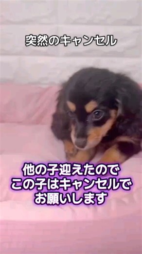 Caty . Fam . ｶｰﾂｨﾌｧﾑ on Instagram: "お迎えを決めて頂いてからの突然のキャンセル この子を運命の子この子しかいないと言うお言葉を頂いて居たのでキャンセルの時は凄くショックでした でもこの子自信がそのおうちに行きたくなったんだよ、そんなお家行かなくてラッキーだったね！優しい人が迎えに来てくれるよ たくさんのお言葉を頂いて本当に嬉しかったです さらに本当に素敵なご家族様にお迎え頂きまして本当に本当に嬉しいです✨今度は絶対に幸せになってくれると確信しております ありがとうございます #ありがとうございます #出逢い#キャンセル#新しいおうち"